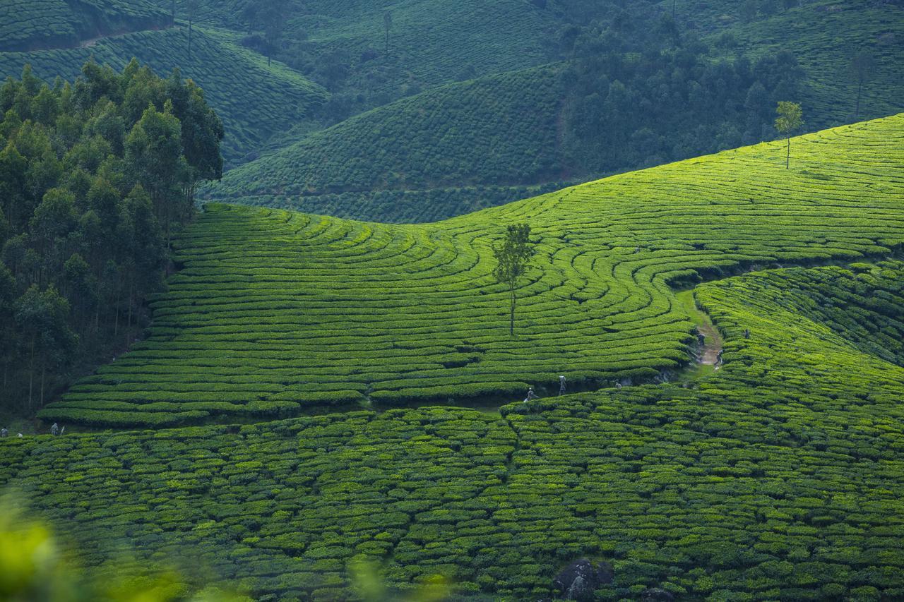 Mount View Munnar Hotel Bagian luar foto